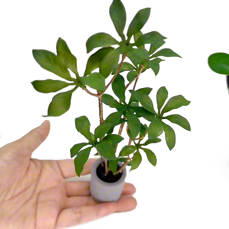 1:6 Dollhouse Miniature Potted - Bonsai Garden For Home ulasan dan harga